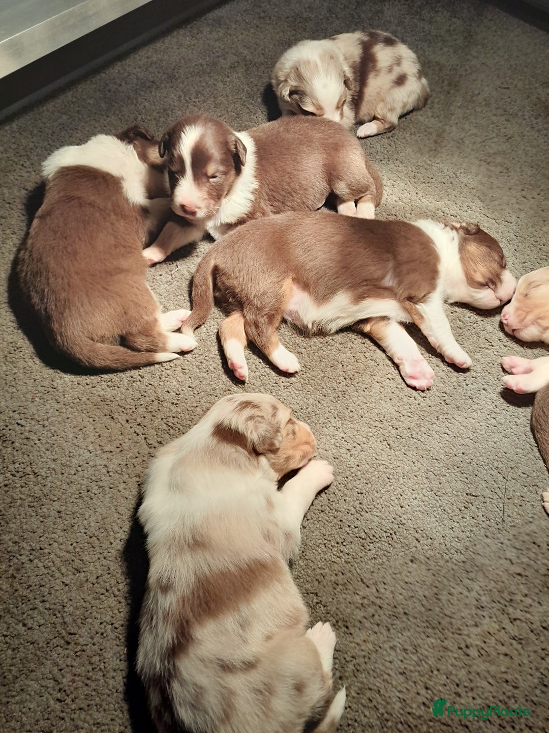 Australian Shepherd honden te koop: Lieve raszuivere australian shepherd pups  - Advertentie 7