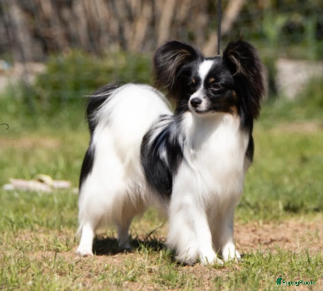 Vlinderhondje honden ter dekking: Nest verwacht eind februari met vlinderpups - Advertentie 1