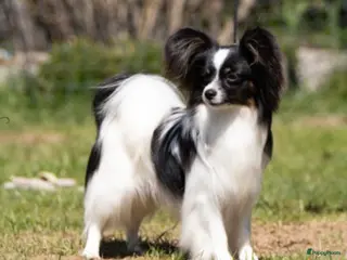 Vlinderhondje honden Nest verwacht eind februari met vlinderpups - Advertentie 2