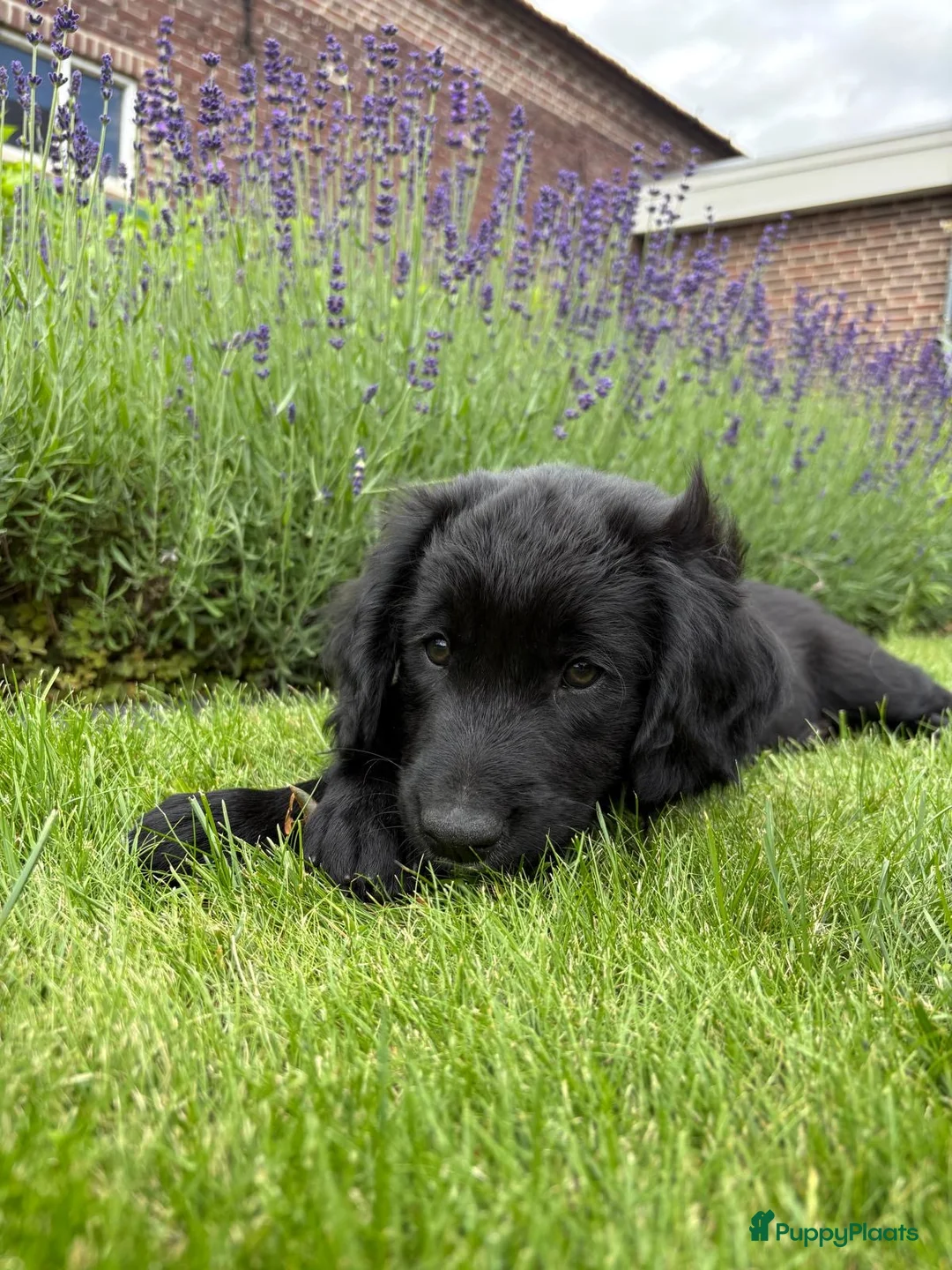 Kruising honden te koop: Lieve reu Golden Retriever / Friese Stabij - Advertentie 1