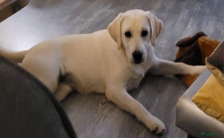 Labrador Retriever honden - Advertentie 3