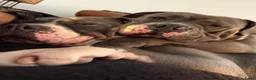 Amerikaanse Bully honden te koop: American Bully XL pups verwacht in Loosdrecht - Advertentie 8