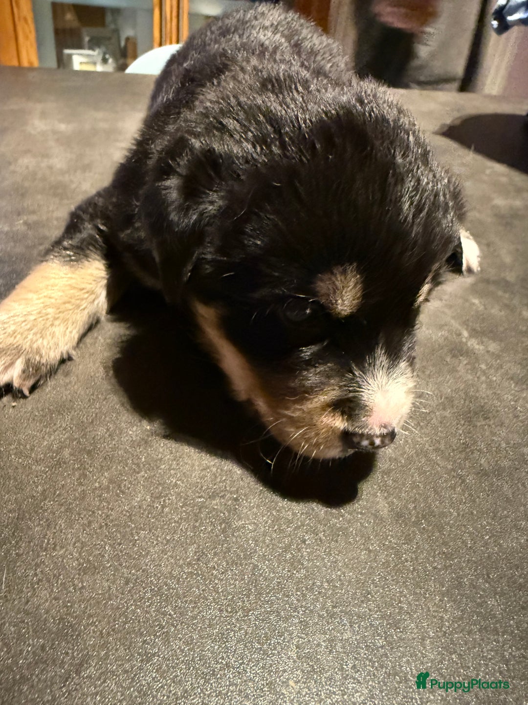 Kruising honden te koop: Super lieve bernskypuppy’s - Afbeelding 15