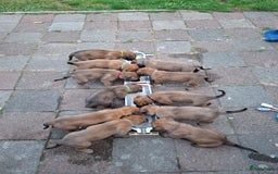 Mechelse Herder honden te koop: Puppy's Mechelse herder - mogen naar nieuw huisje - Afbeelding 12