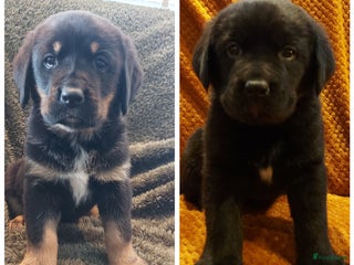Kruising honden TK: Boulab pups Labrador x Berner Sennen TEEFJES - Advertentie 5