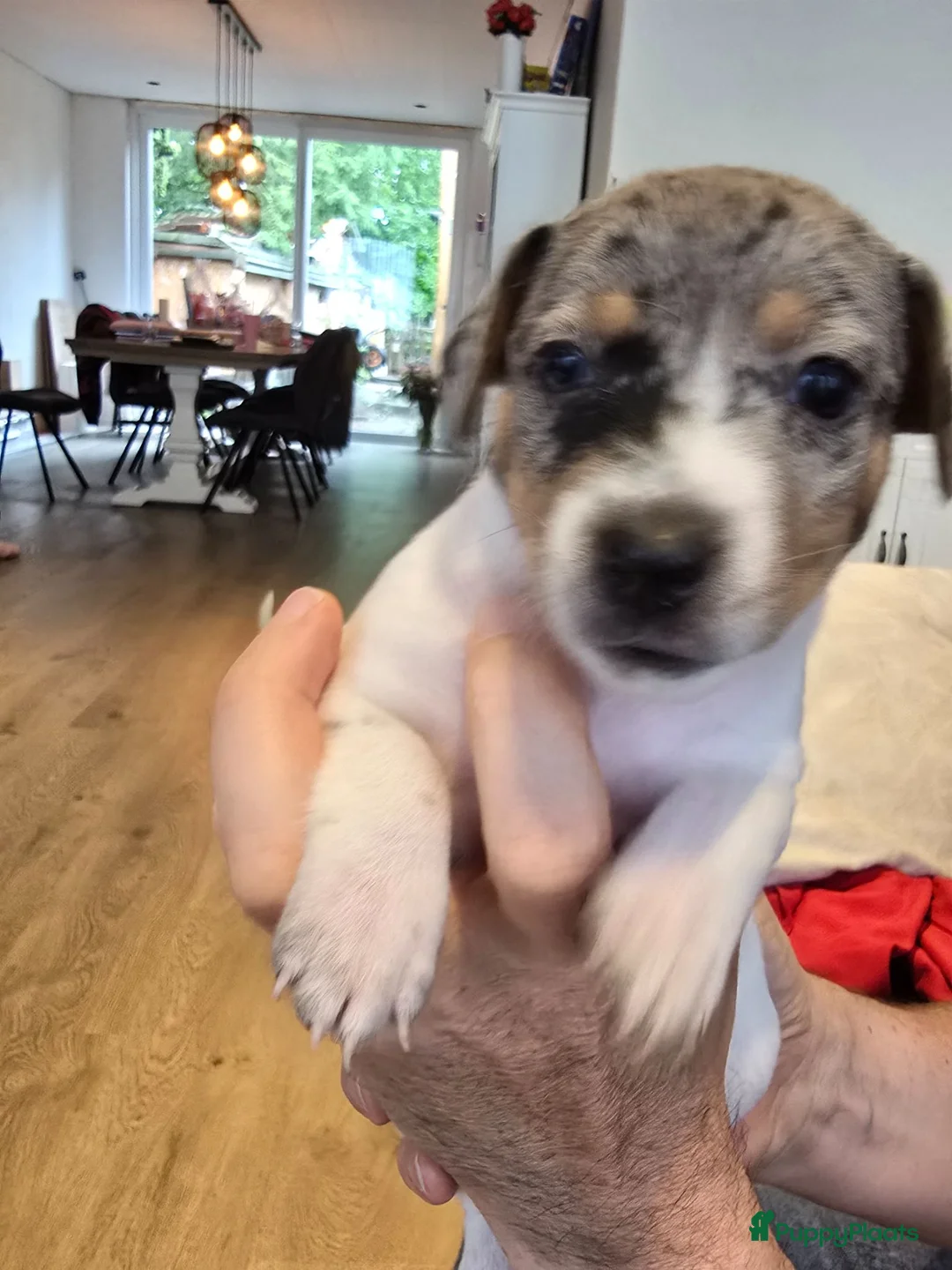 Jack Russel Terriër honden te koop: Nog 3 prachtige reutjes te koop - Advertentie 2