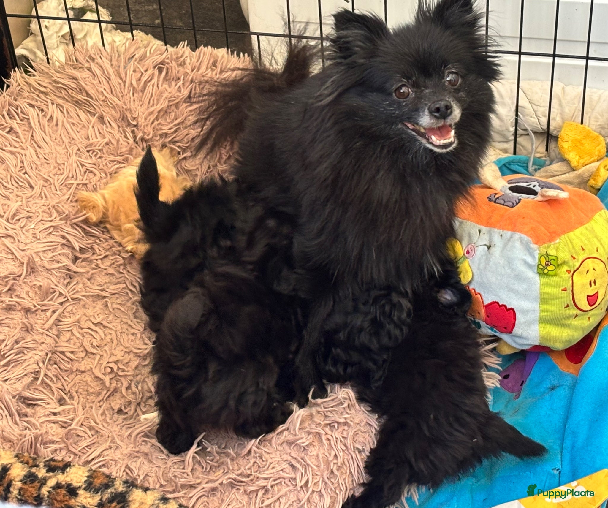 Kruising honden te koop: Pomapoo pups uit geteste ouders - Advertentie 12