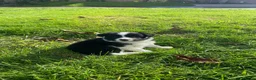 Border Collie honden te koop: Border Collie pups - Advertentie 13