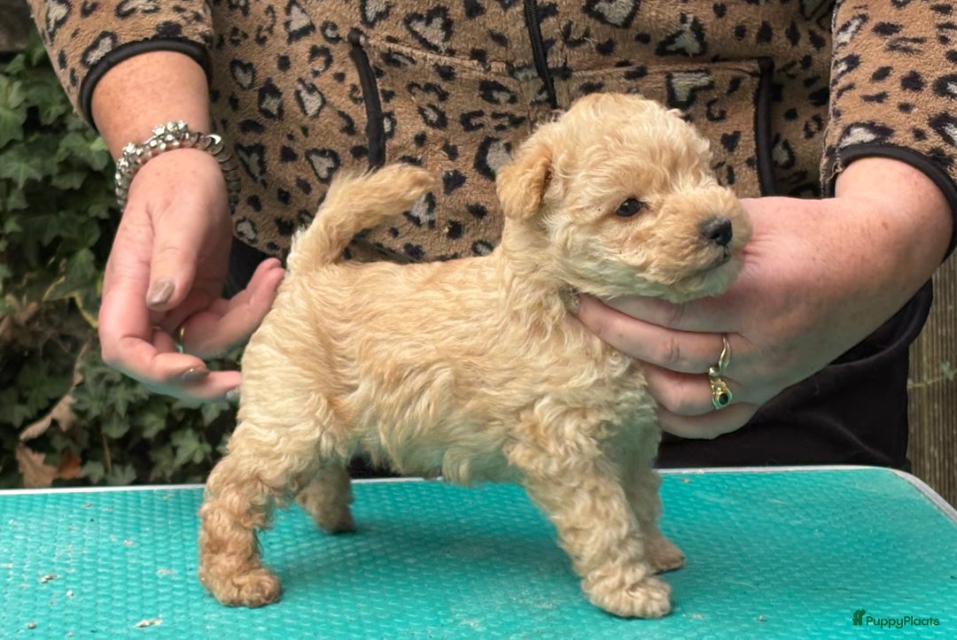 Lakeland Terriër honden te koop: Mooi rood Lakeland teefje  - Advertentie 3