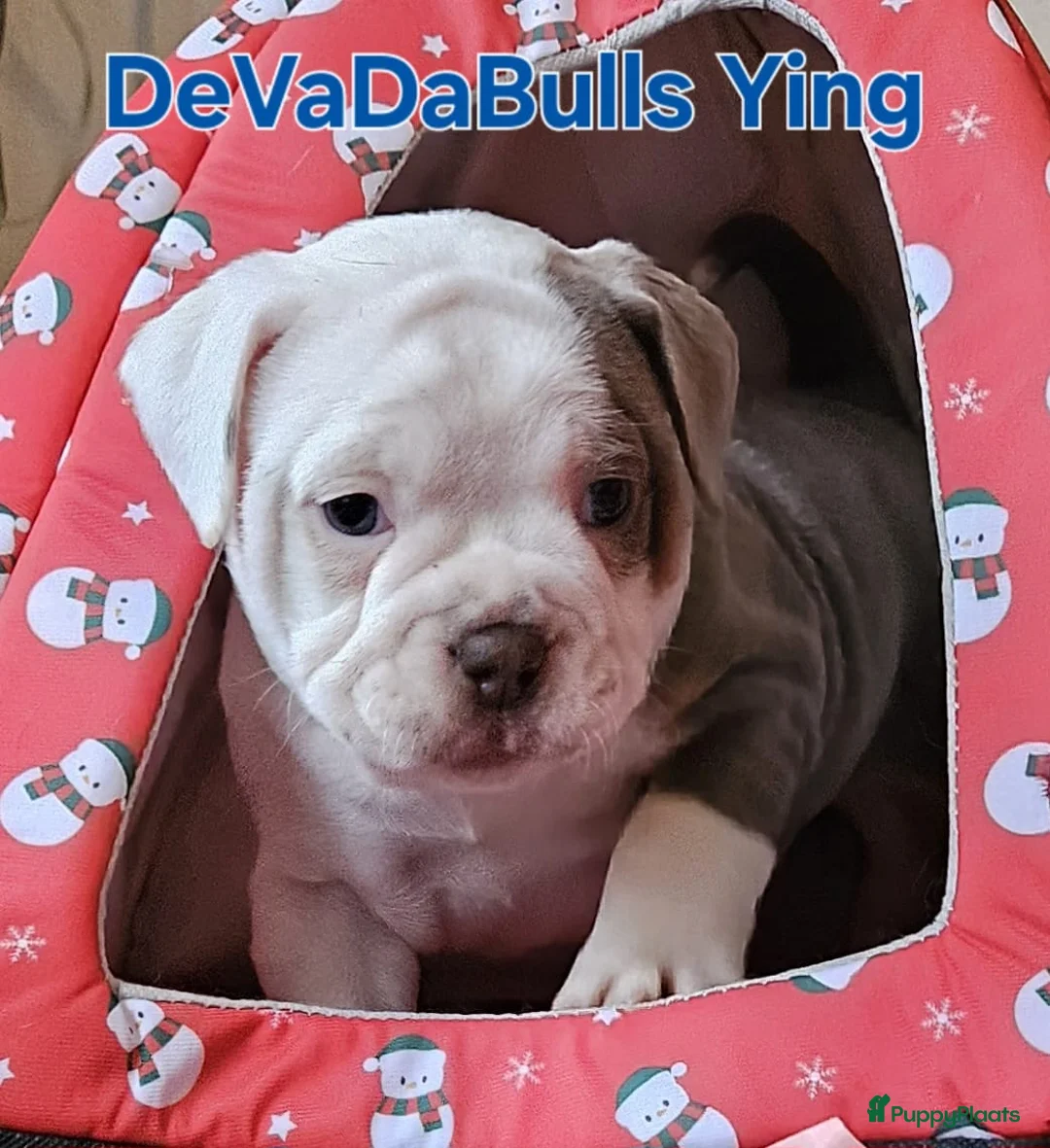 Old English Bulldog honden te koop: 2 Old english bulldog reutjes mogen nest verlaten  - Advertentie 3