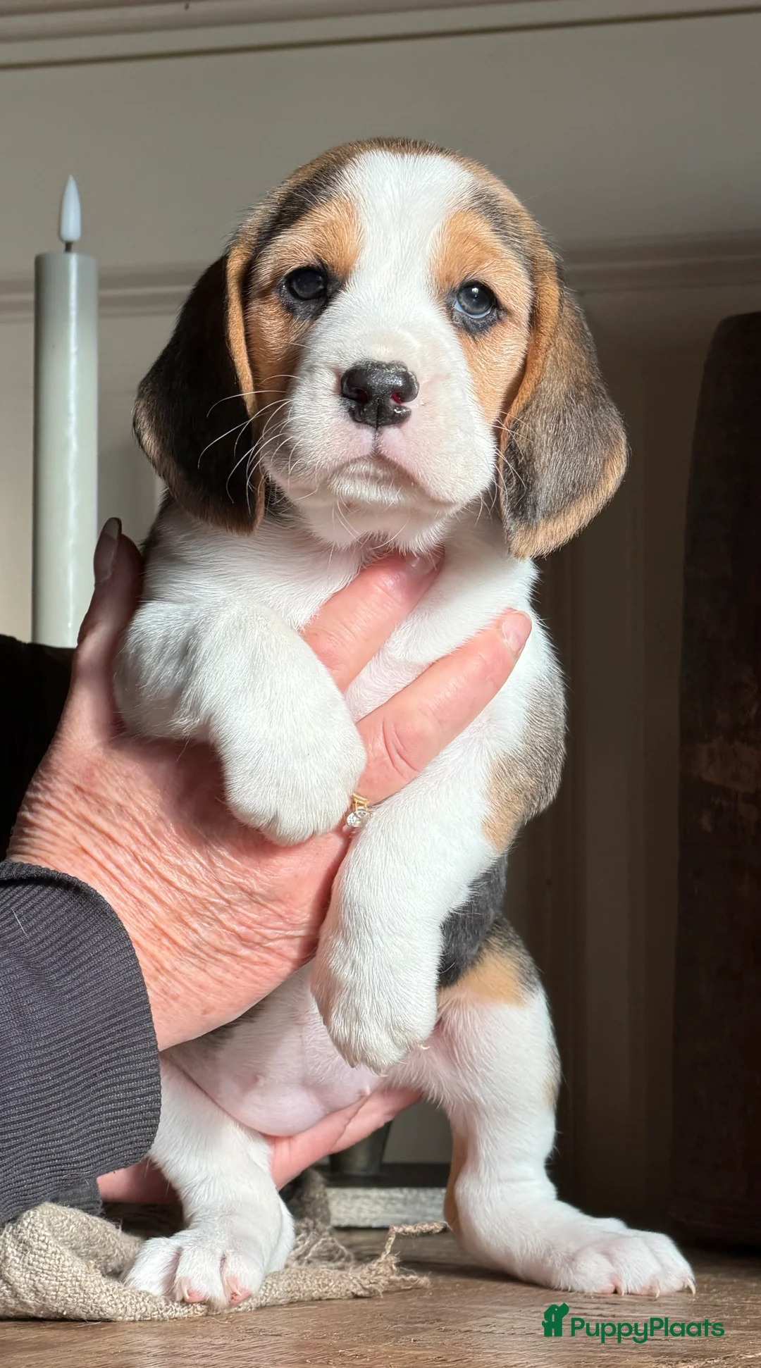 Beagle honden te koop: Beagle pups met FCI uitgebreid getest!! - Advertentie 24