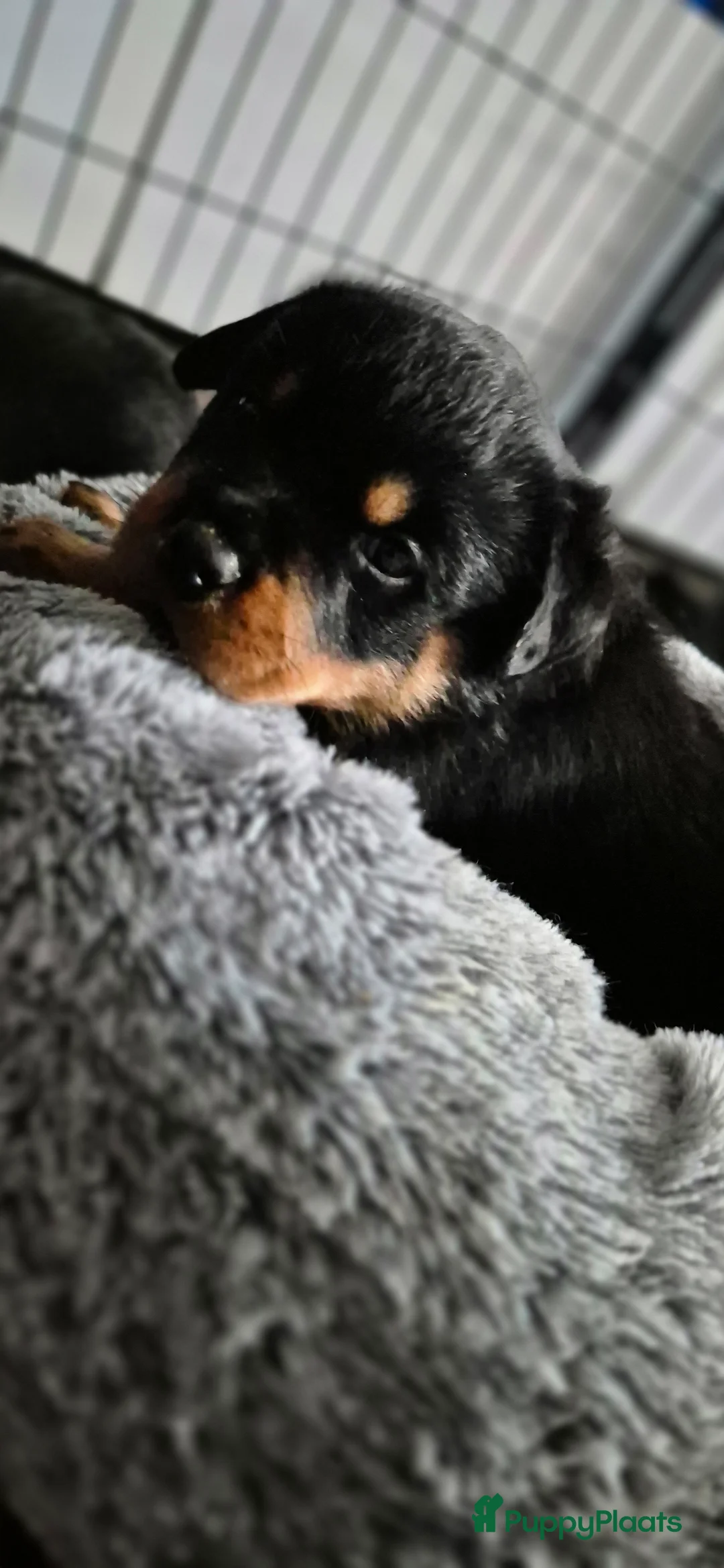 Rottweiler honden te koop: Litter F  - Advertentie 24