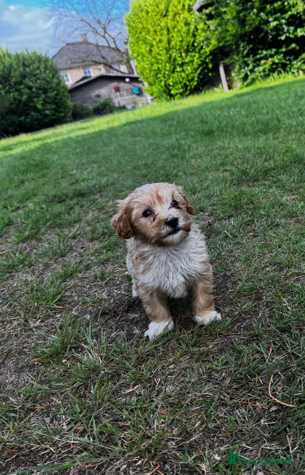 Maltipoo honden Super leuke en speelse maltipoo reu - Advertentie 1