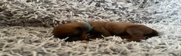 Rhodesian Ridgeback honden te koop: Pups met stamboom Rhodesian Ridgeback  - Advertentie 17
