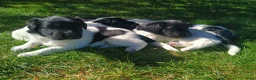 Friese Stabij honden te koop: Onze Donna heeft 6 pups - Advertentie 16