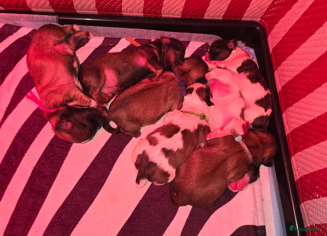 Kruising honden te koop: Net geboren, Boomer Pups 💙❤️(Shih-Tzu x Boomer) - Advertentie 2