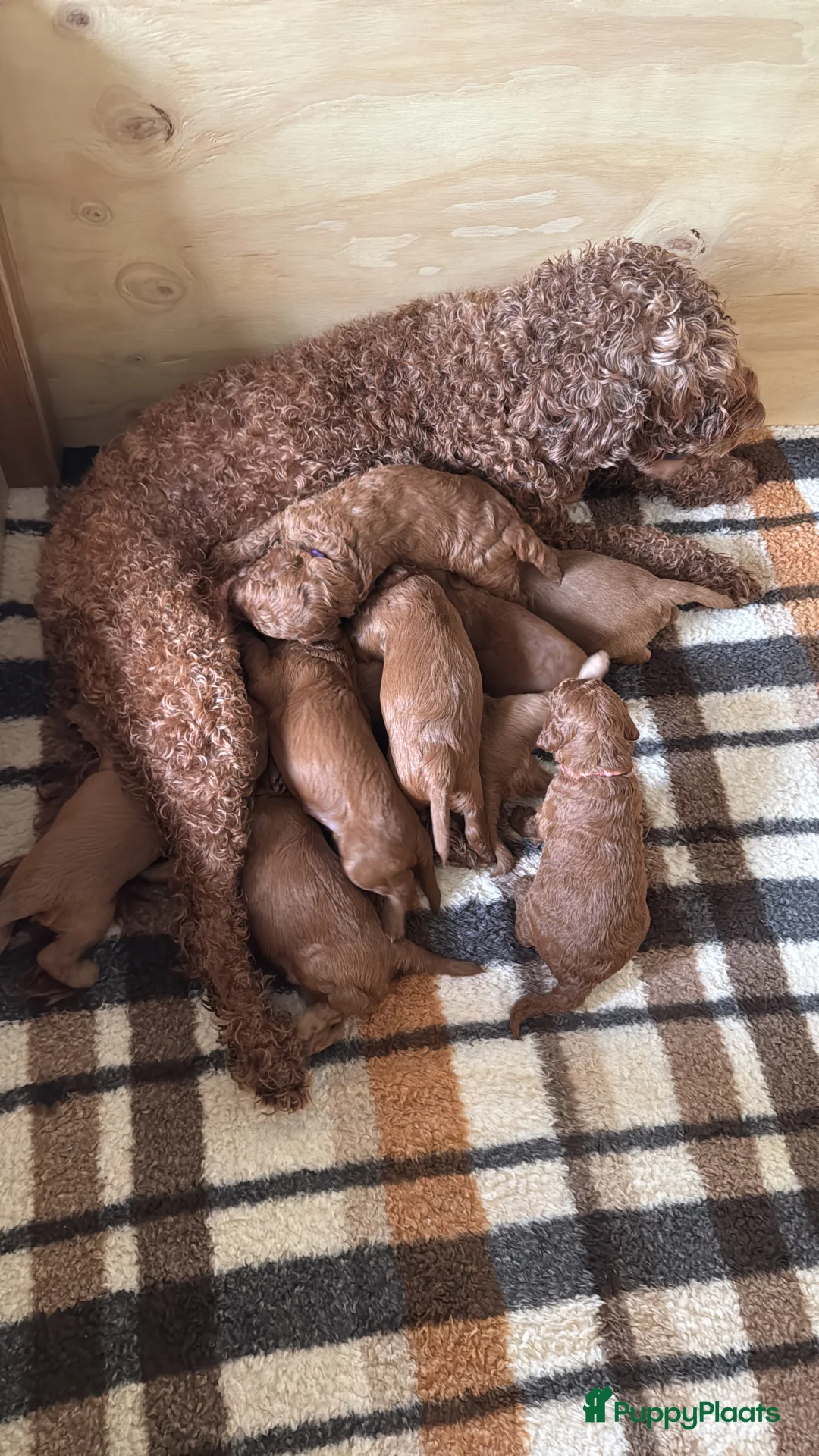 Australian Labradoodle honden te koop: Nog 1 Australian Labradoedle teefje te koop - Advertentie 2