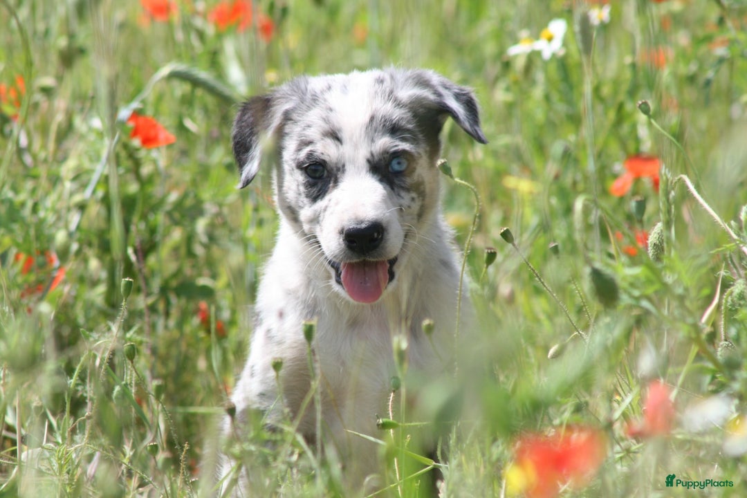 Australian Shepherd honden te koop: Kruising Aussi pups  - Afbeelding 9