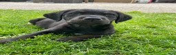 Goldador honden te koop: Kruising Labrador X Golden retriever - Advertentie 7