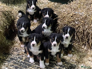 Appenzeller Sennenhond honden Appenzeller Sennen pups - Advertentie 4