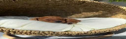 Labradoodle honden te koop: Mini labradoodle  - Advertentie 12
