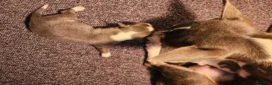 Chihuahua 4