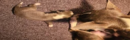 Chihuahua honden te koop: Chihuahua pups - Advertentie 9