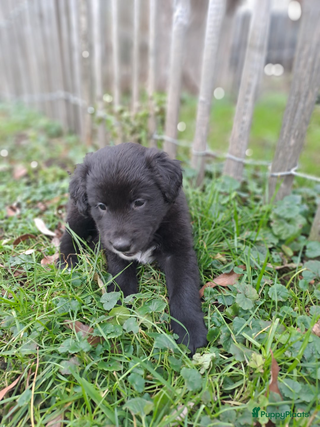Kruising honden te koop: Labrador/golden retriever/border collie pups - Advertentie 2