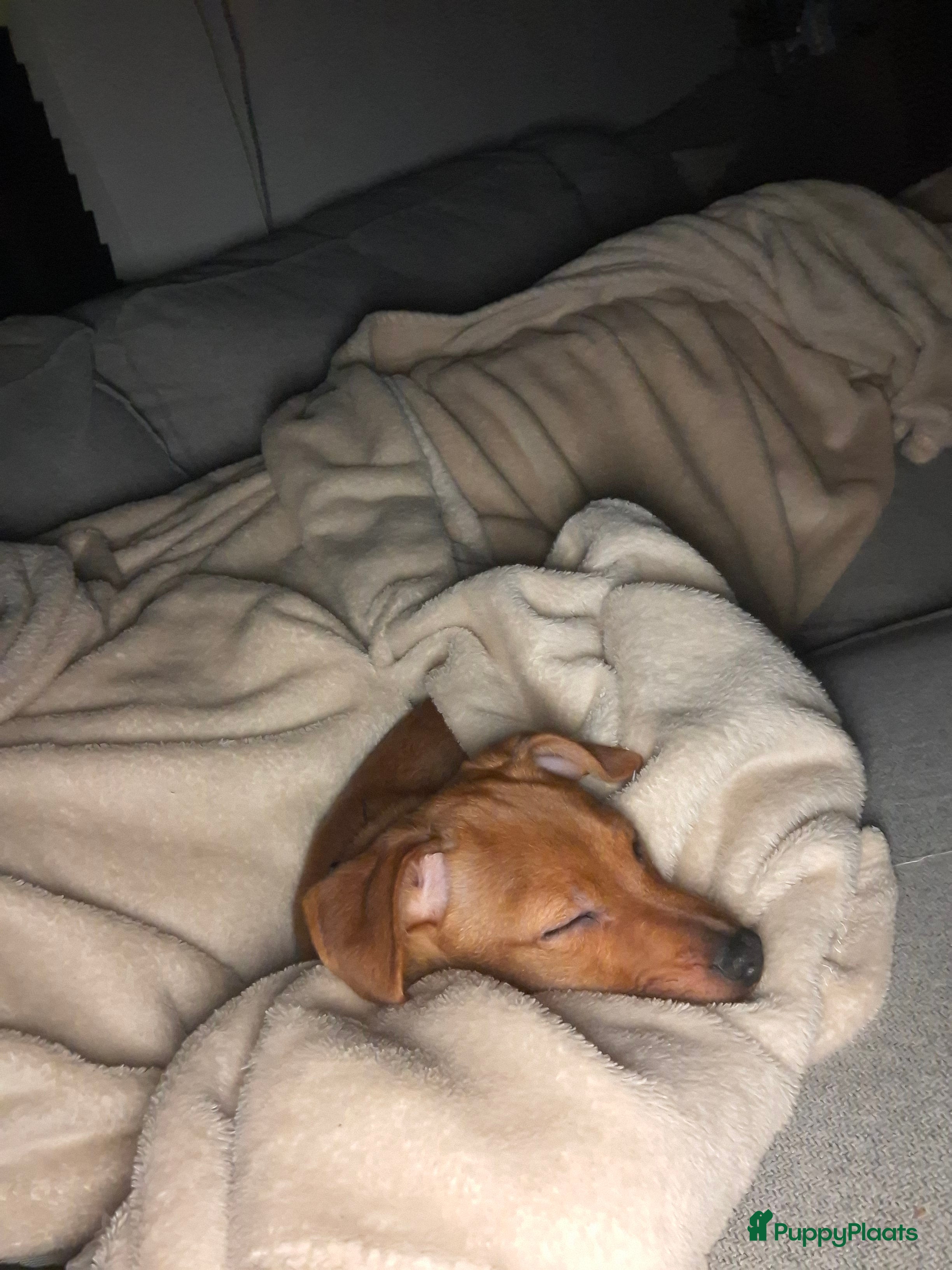 Kruising honden Lieve Jack Russell pup van 4 maand - Advertentie 2