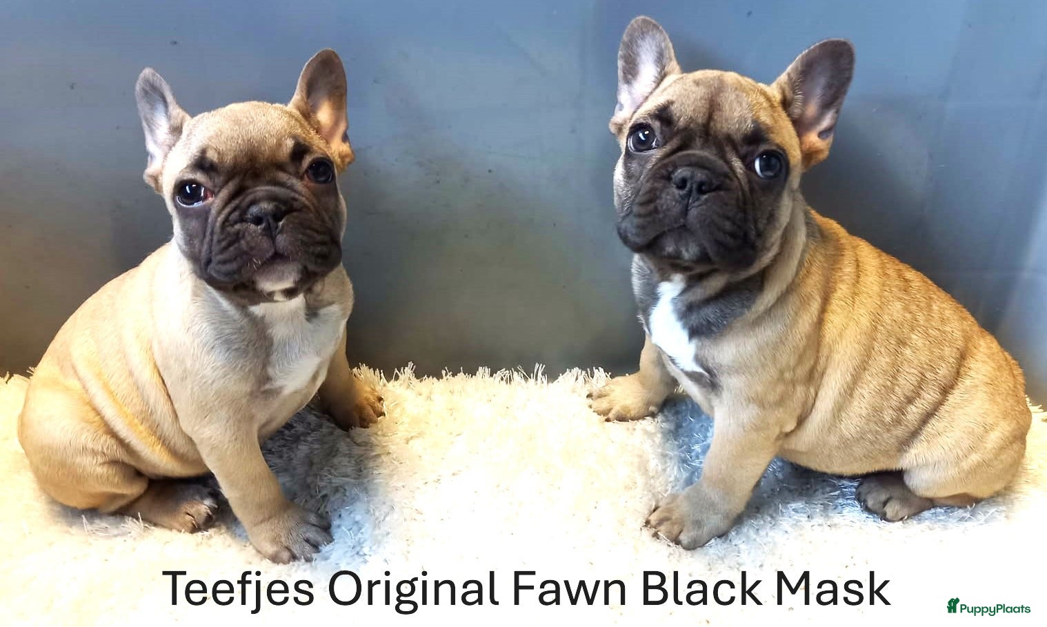 Franse Bulldog honden Franse Bulldog Pups Isabella Merle/Fawn/Red Fawn - Advertentie 2
