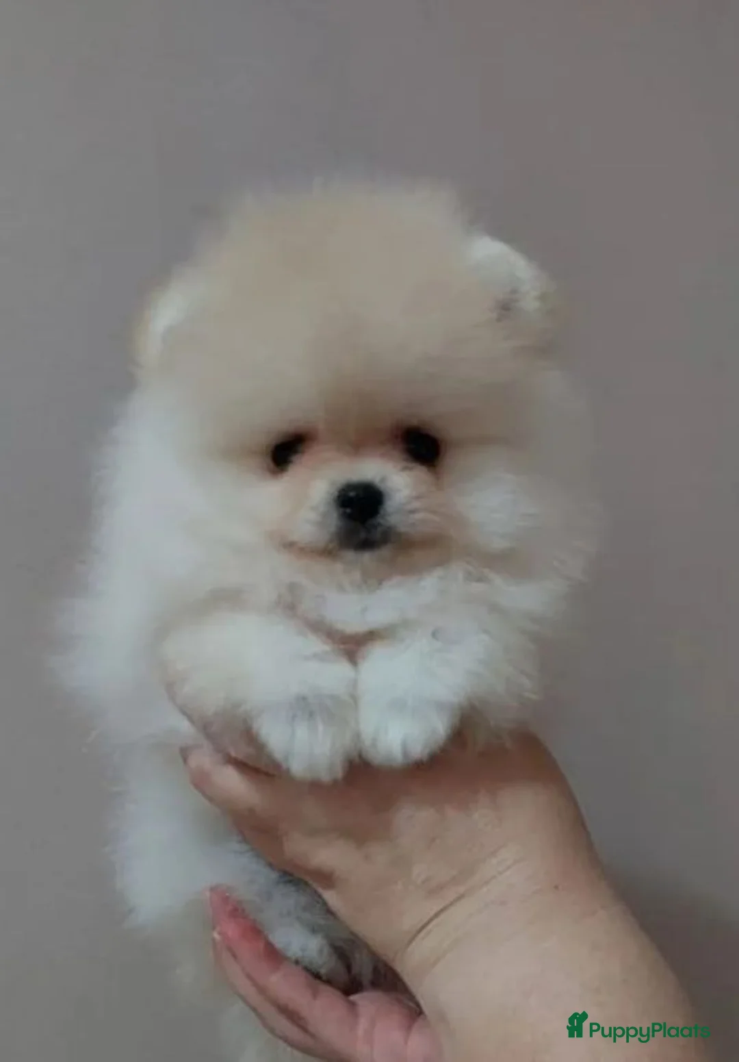 Pomeriaan honden te koop: Mini Pomeriaan  - Advertentie 2