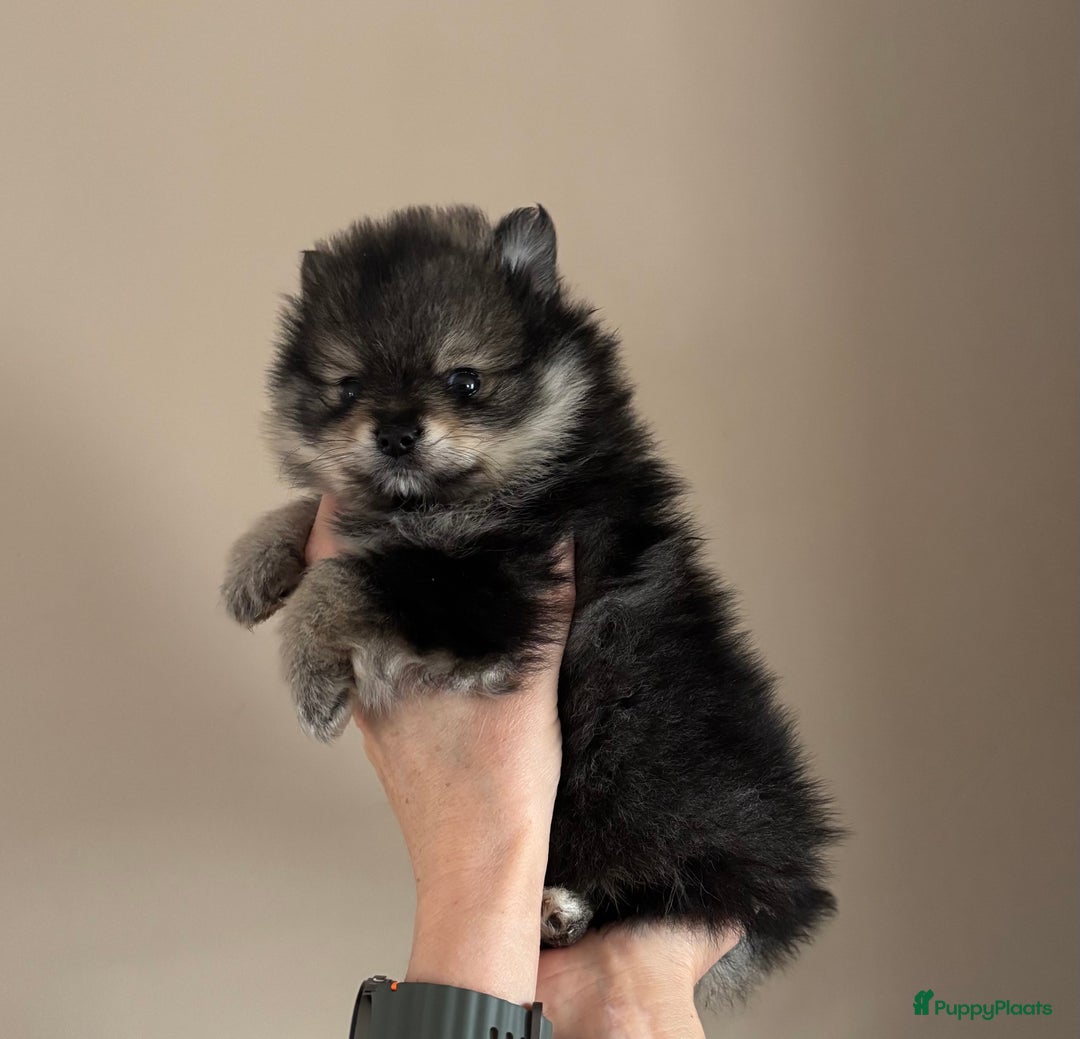Keeshond honden te koop: 3 prachtige keeshondjes zoeken supergoed huis - Advertentie 7