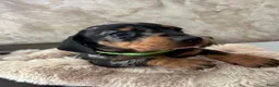 Teckel (korthaar)  honden te koop: Prachtige dwerg teckels  - Advertentie 1