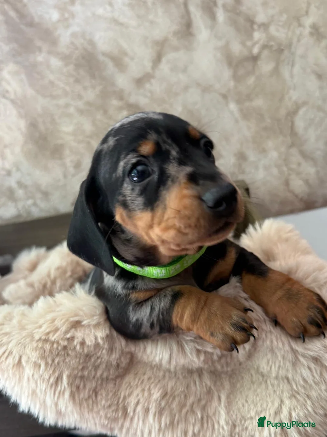 Teckel (korthaar)  honden te koop: Prachtige dwerg teckels  - Advertentie 1