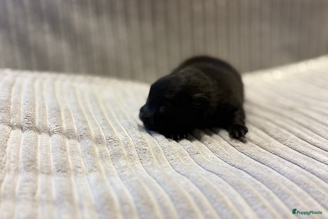 Pomeriaan honden te koop: Pomeriaan pups  - Advertentie 9