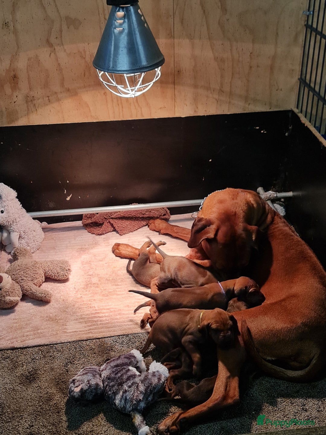 Rhodesian Ridgeback honden te koop: Rhodesian Ridgeback pups  - Advertentie 9