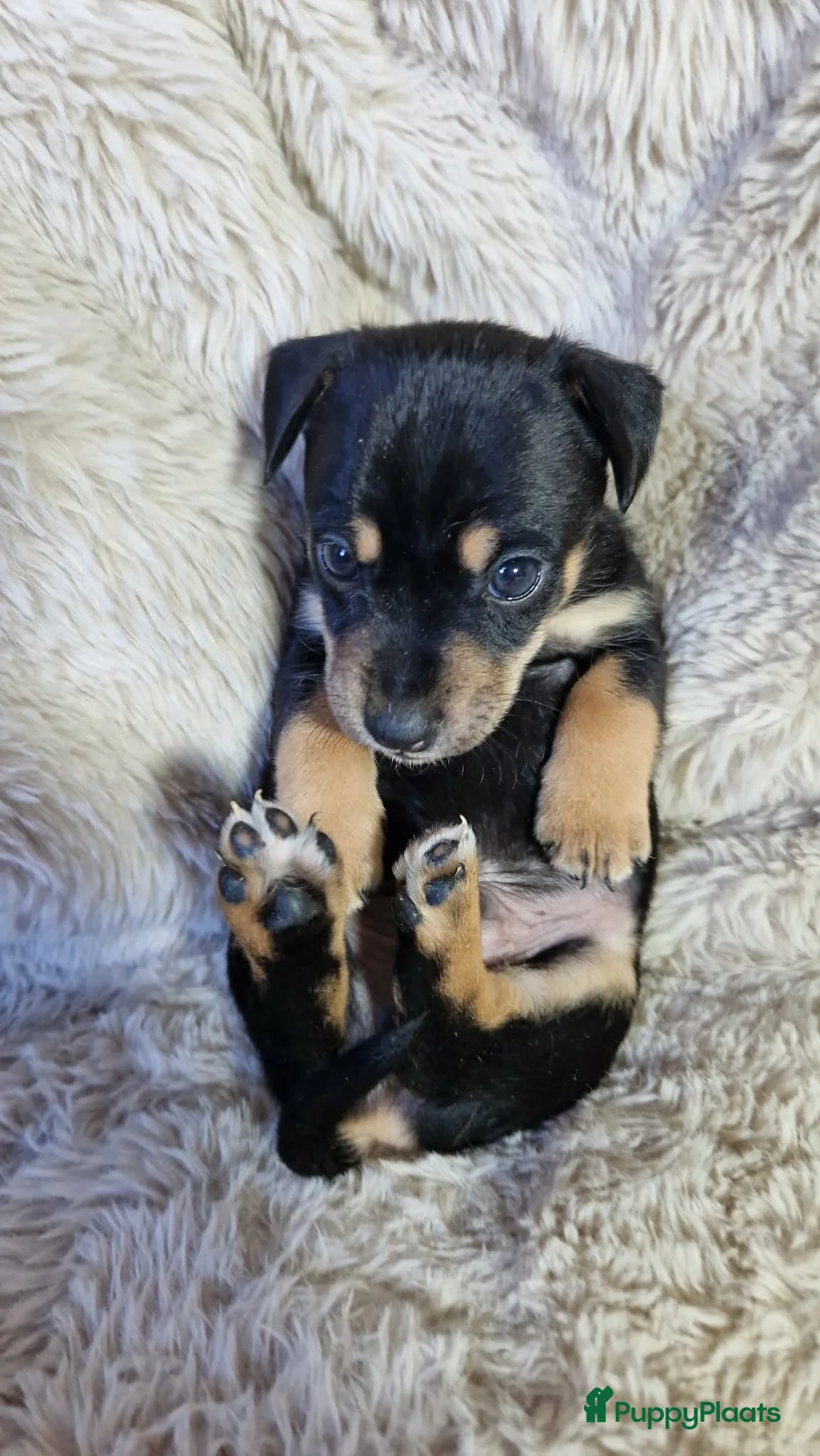 Jack Russel Terriër honden te koop: Super mooie jack russel pups - Advertentie 8