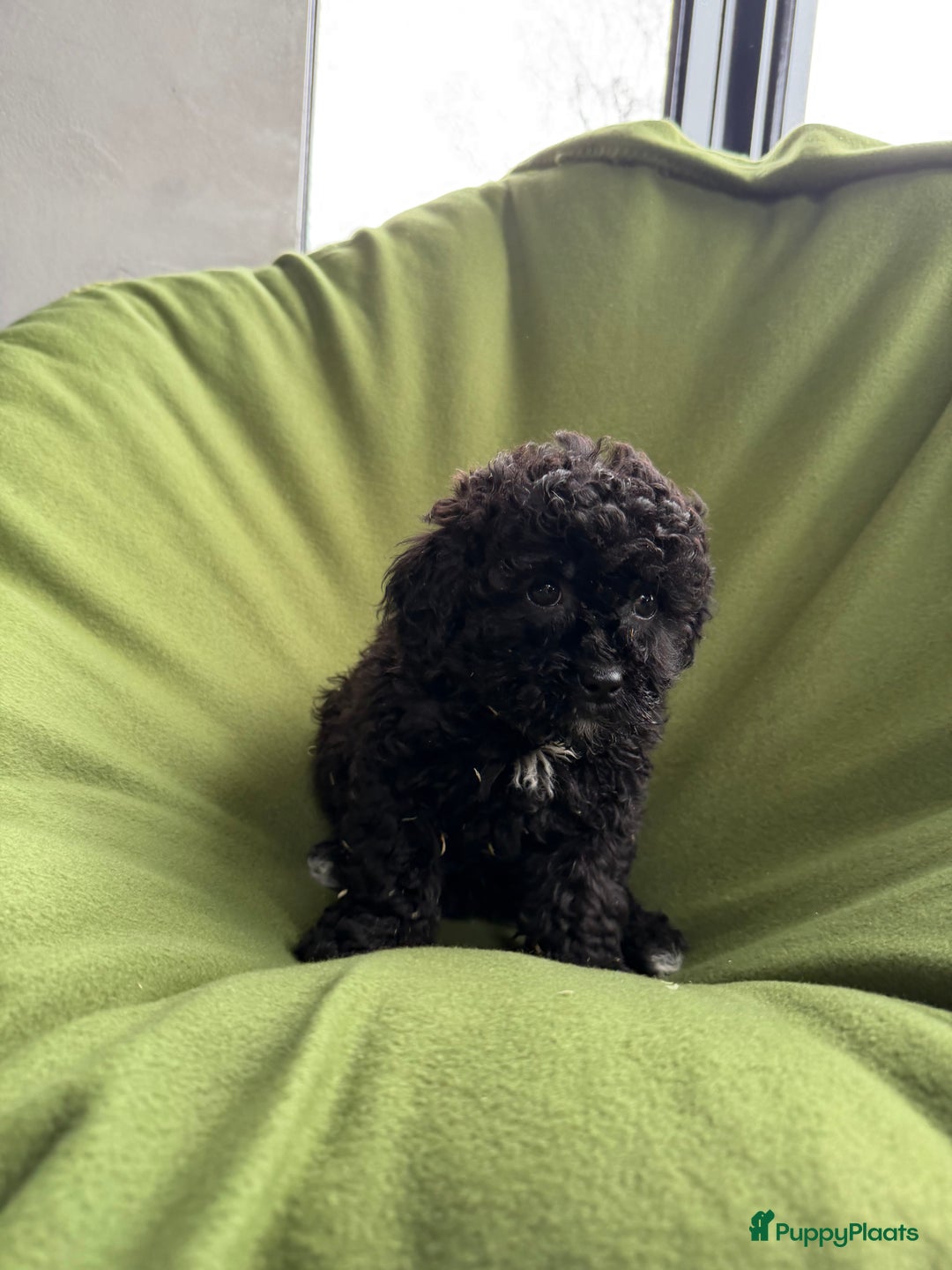 Maltipoo honden te koop: Maltipoo (Maltezer x Toy poedel) pups - Advertentie 19