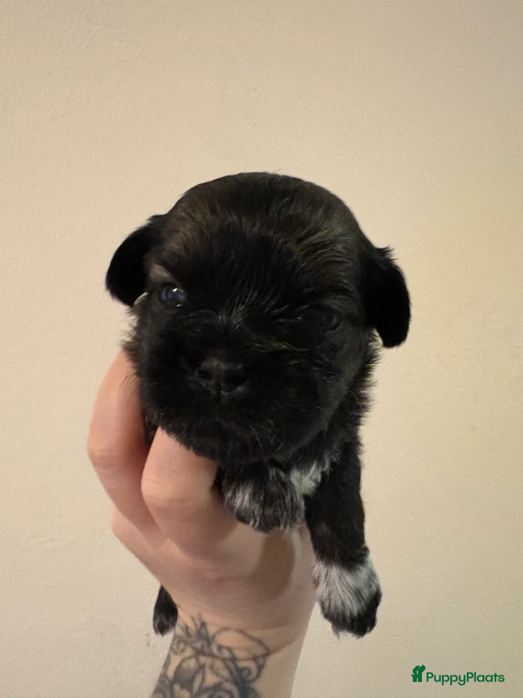 Shih Tzu honden te koop: Boomertjes - Advertentie 18