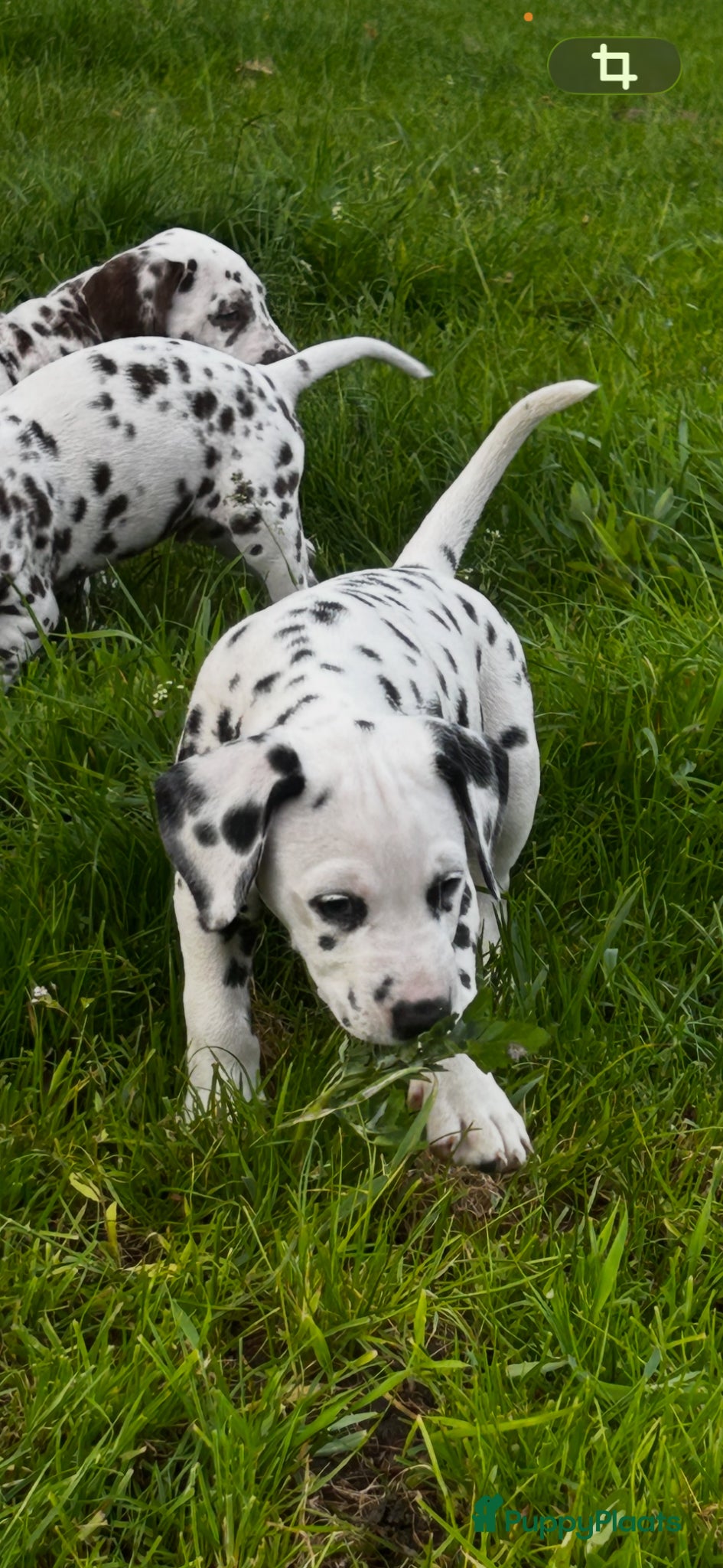 Dalmatiër honden Dalmatiër Pups van erkende fokker! - Advertentie 1