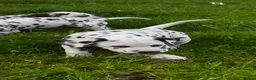 Dalmatiër honden te koop: Dalmatiër Pups van erkende fokker! - Advertentie 1
