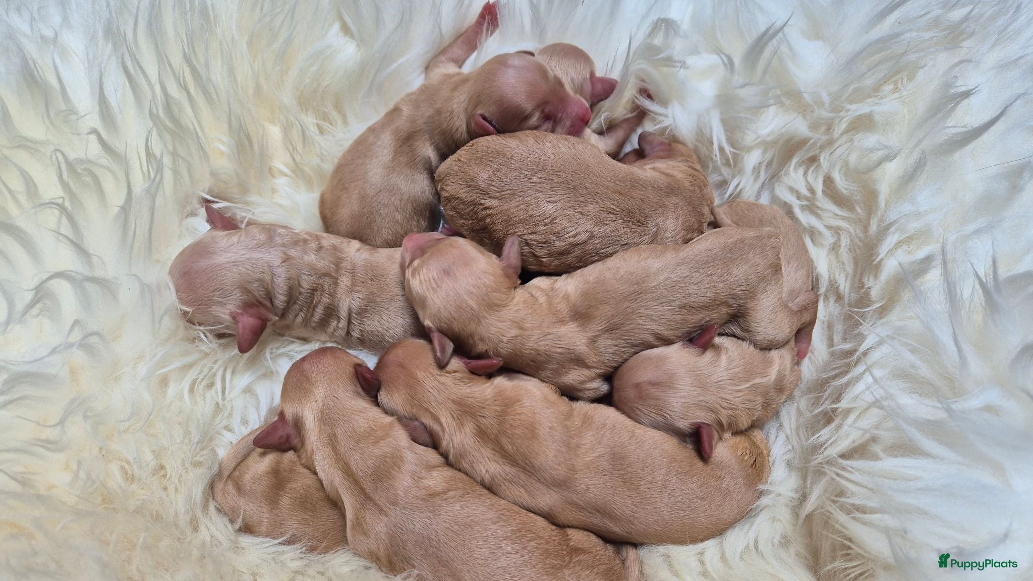 Cockapoo honden  Cockapoo pups kleine maat - Advertentie 2