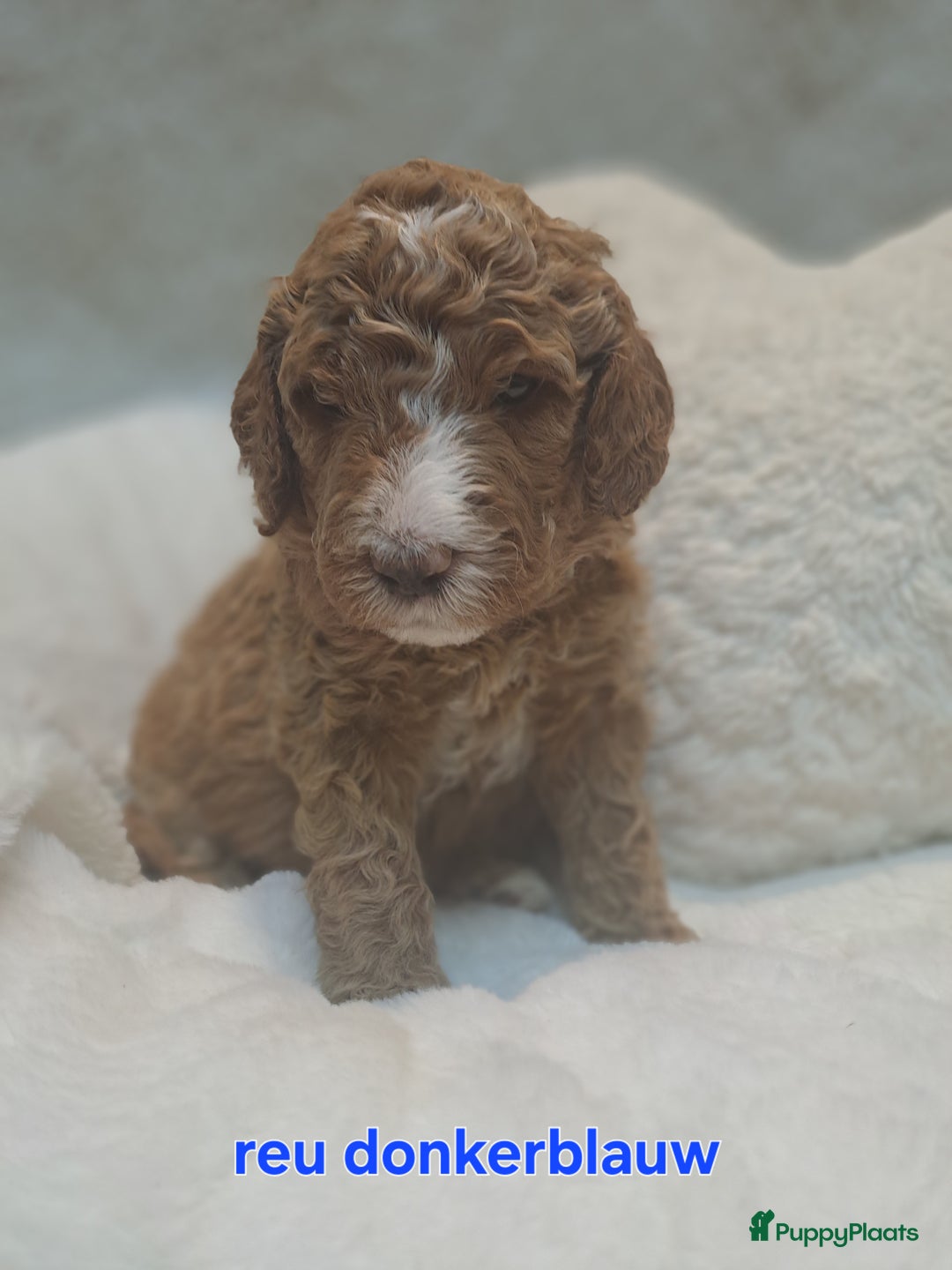 Australian Labradoodle honden te koop: Prachtige australian doodles pups  - Advertentie 6