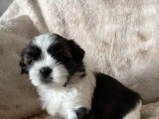 Shih Tzu honden Shih Tzu pups - Advertentie 1