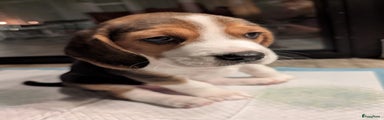 Beagle Puppy 4
