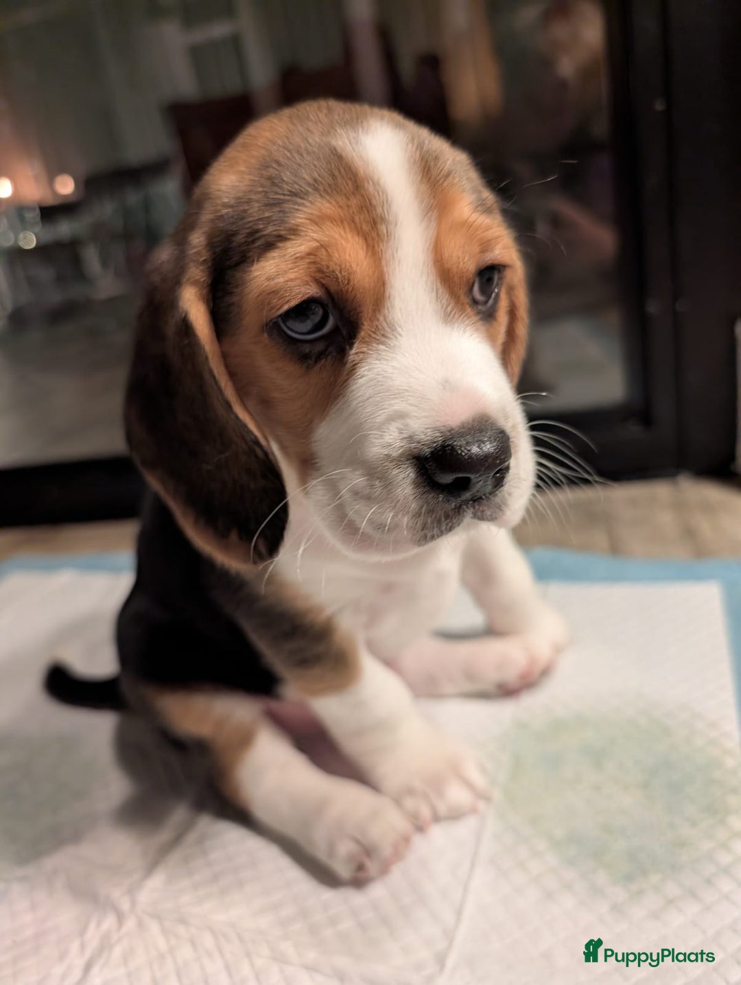 Beagle honden te koop: Beagle puppies - Advertentie 11