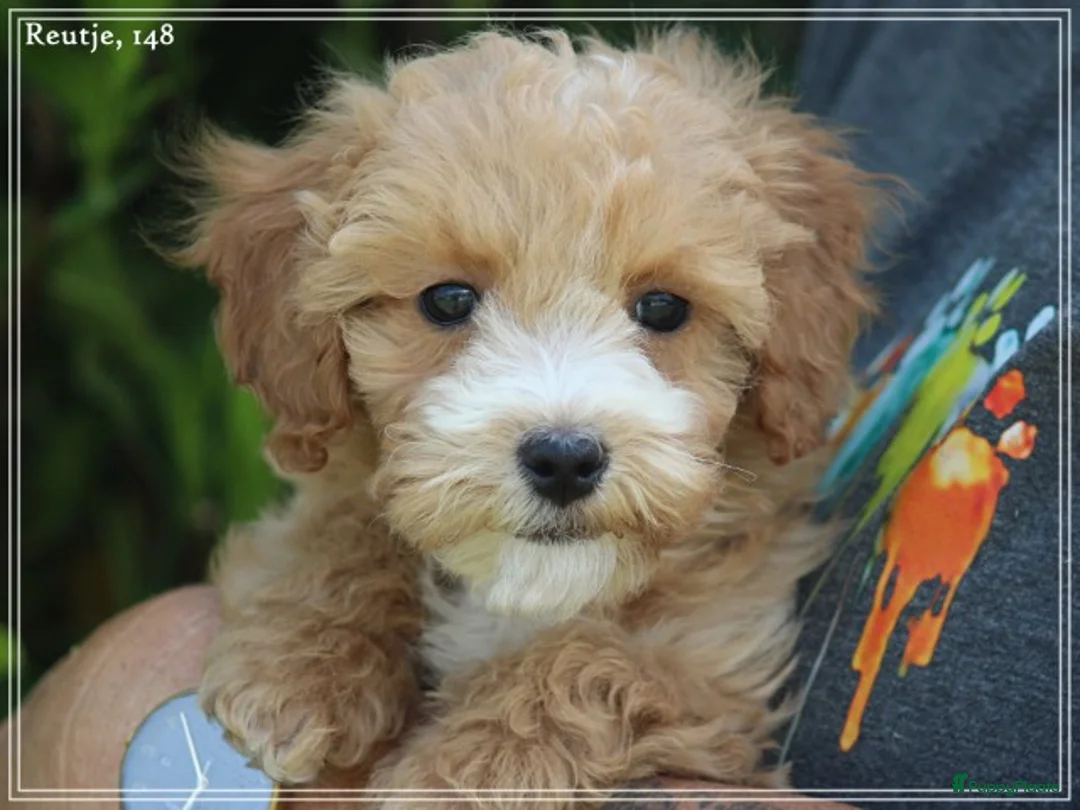 Maltipoo honden te koop: Knappe Maltipoo pups. - Advertentie 25