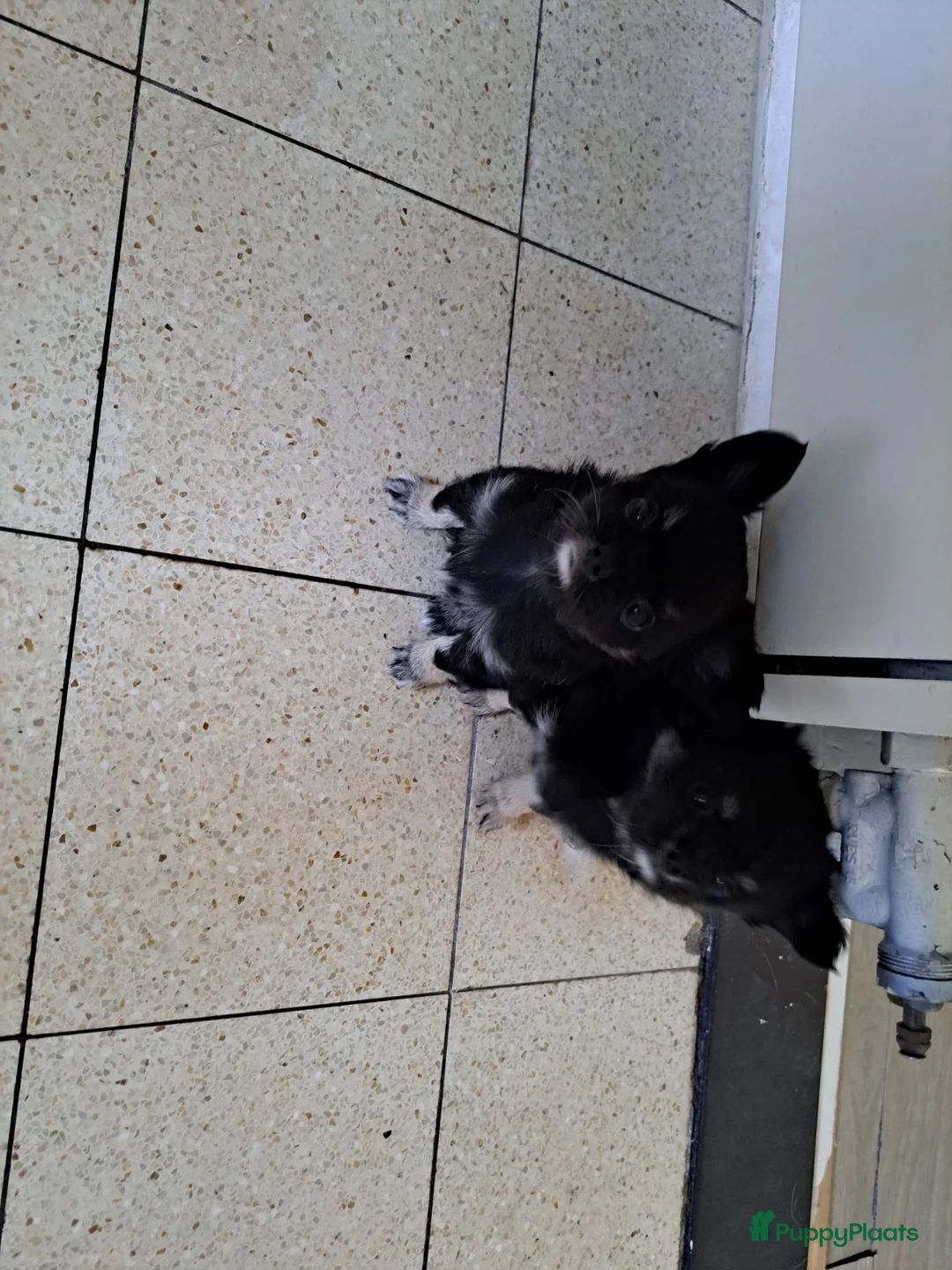 Chihuahua honden te koop: Zeer mooie chihuahua pupjes  - Advertentie 2