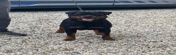 Rottweiler honden te koop: Nola en Gozer - Advertentie 4