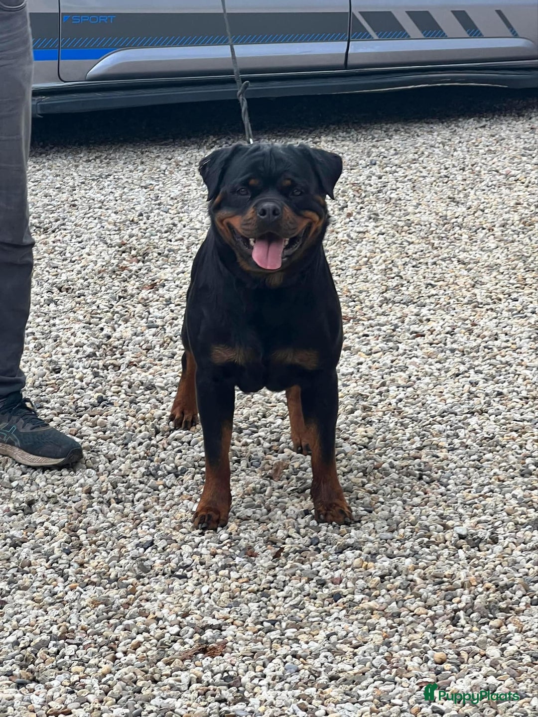 Rottweiler honden te koop: Nola en Gozer - Advertentie 4